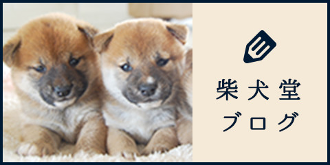 柴犬堂ブログ