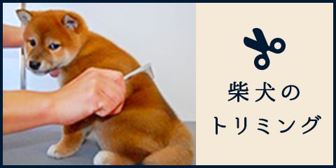 柴犬のトリミング