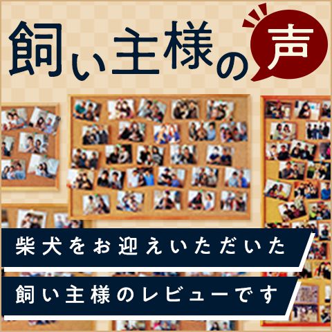 飼い主様の声 柴犬をお迎えいただいた飼い主様のレビュー