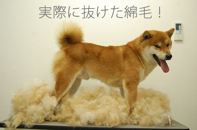 ファーミネーターで抜けた柴犬の綿毛の量
