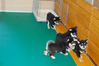 黒柴の子犬達が遊ぶ