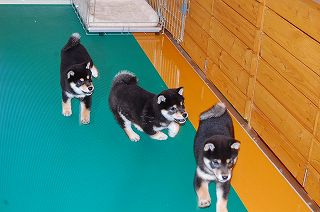運動場で遊ぶ黒柴犬の子犬