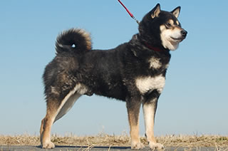 黒柴の父犬