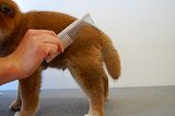 shiba_tri_puppy (3)
