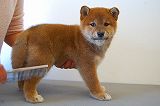 shiba_tri_puppy (4)