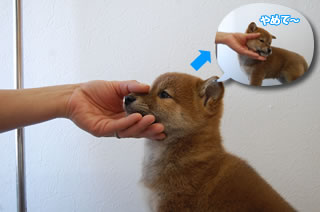 shiba_tri_puppy2 (1)