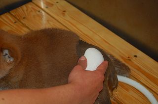 shiba_tri_puppy3 (1)