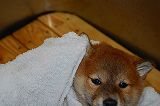 shiba_tri_puppy3 (4)