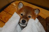 shiba_tri_puppy3 (5)