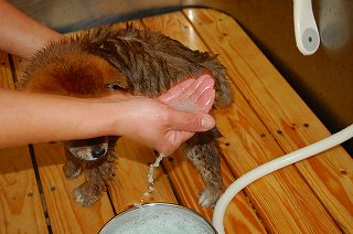 shiba_tri_puppy4 (3)