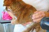 shiba_tri_puppy5(2)