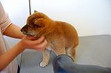 shiba_tri_puppy5(3)