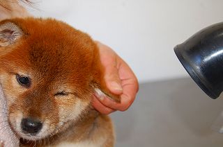 shiba_tri_puppy5(4)