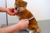 shiba_tri_puppy5(5)
