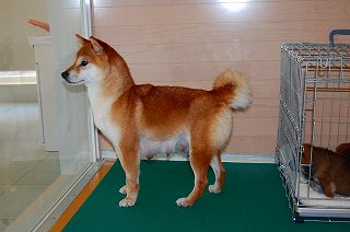 赤柴の母犬