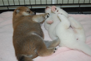 20130924a-a-21(2)