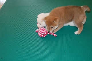 20130924a-a-35(3)