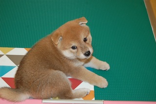 20130924a-a-35(6)