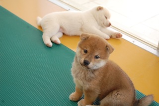 20130924a-a-35(8)