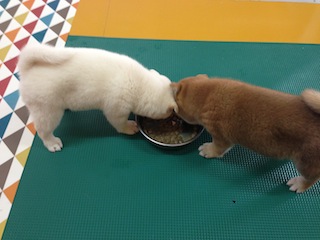 20130924a-a-44(8)