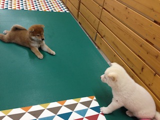 20130924a-a-50(1)