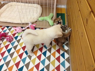 20130924a-a-50(2)