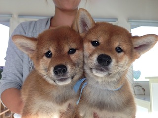 blog20131016_02