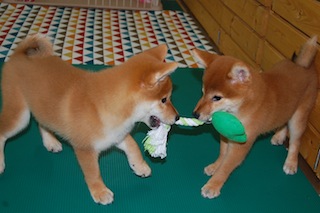 20130802a-a-96(3)