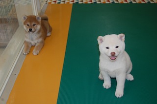 20130924a-a-44(4)