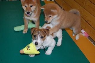 blog20131118(3)