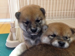 20131129a-a-30(1)