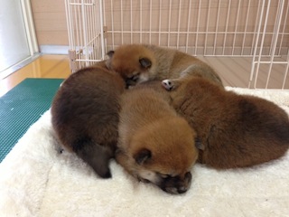 20131129a-a-30(2)