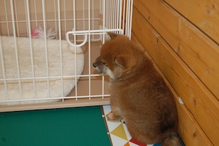 20131129a-a-37(4)