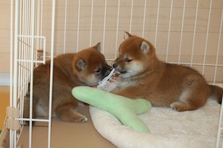 20131129a-a-42(2)