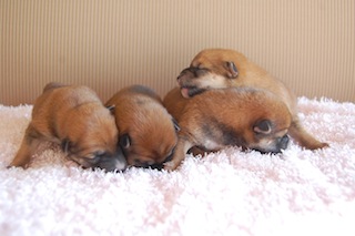 20131129a-a-4(3)