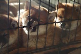 20131129a-a-45(2)