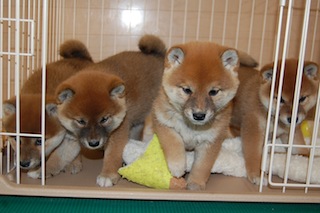 20131129a-a-46(3)