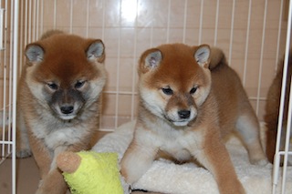20131129a-a-46(6)