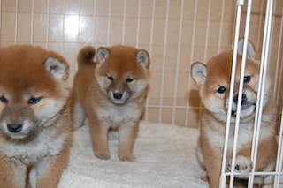 20131129a-a-46(7)