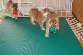 20131129a-a-55(1)