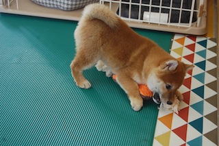 20131129a-k2-72(7)