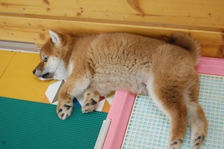 20131129a-k4-60(3)
