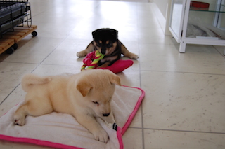 blog20140710(11)