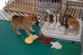 blog_s_20150518(2)