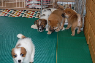 blog_s_20150518(3)