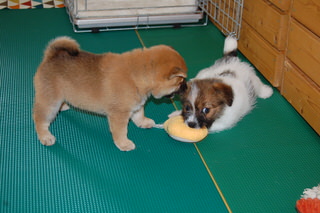 blog_s_20150518(4)