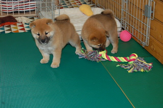 blog_s_20150518(7)