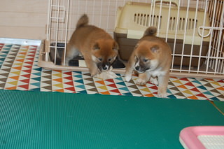 20150520a-a-35(5)