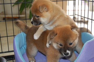 20150520a-a-35(6)