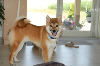owner_s_20150601(2)